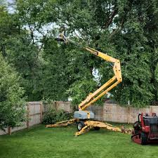 Best Tree Trimming and Pruning  in Nokesville, VA