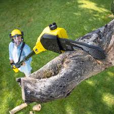 Reliable Nokesville, VA Tree Services Solutions