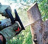 Best Tree Removal  in Nokesville, VA