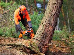 Reliable Nokesville, VA Tree Services Solutions