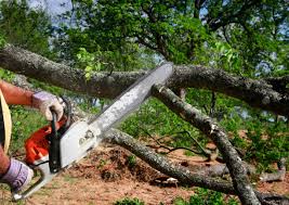 Best Firewood Processing and Delivery  in Nokesville, VA