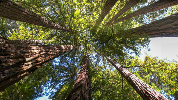Best Hazardous Tree Removal  in Nokesville, VA