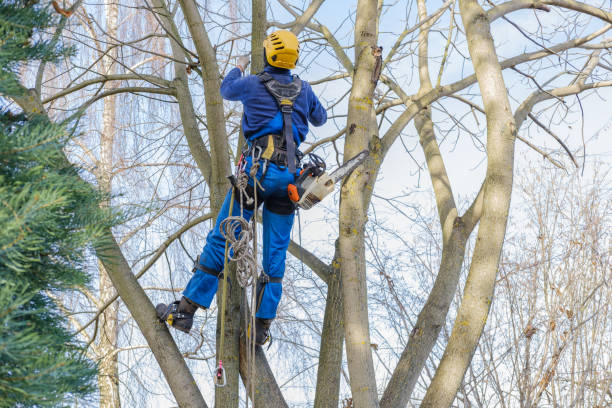 Mulching Services in Nokesville, VA