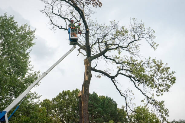 How Our Tree Care Process Works  in  Nokesville, VA