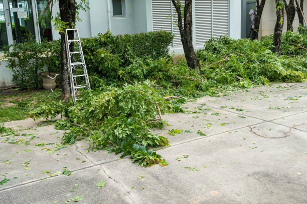 Best Tree Health Inspection  in Nokesville, VA