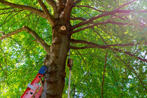 Best Tree Cabling and Bracing  in Nokesville, VA